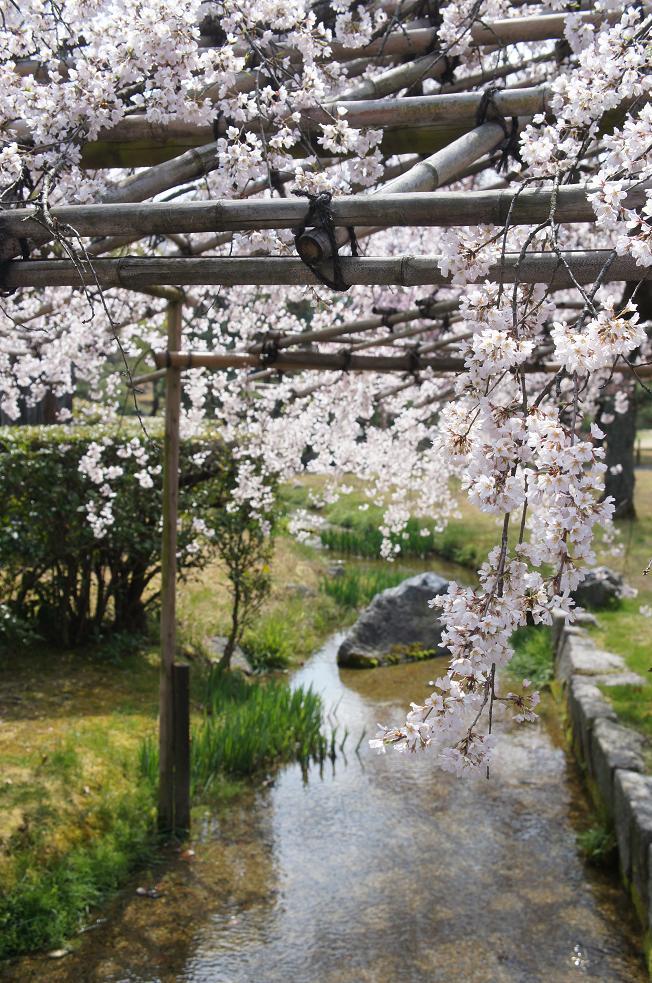 sakura.jpg