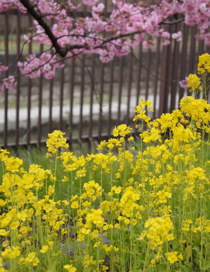 菜の花