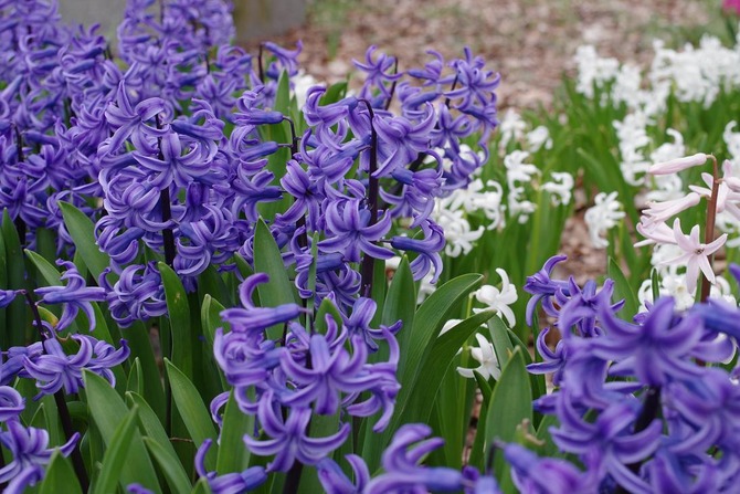 IMGP0010