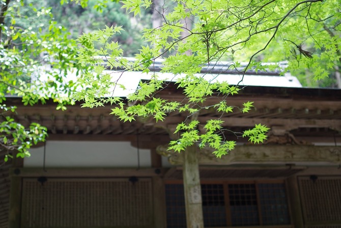 IMGP1206