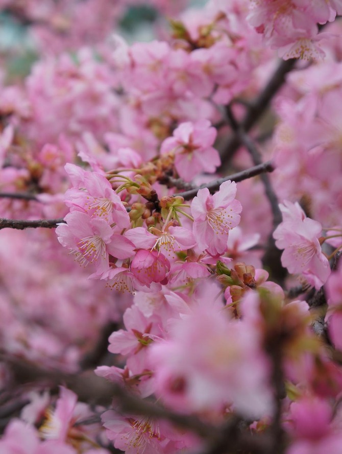 河津桜