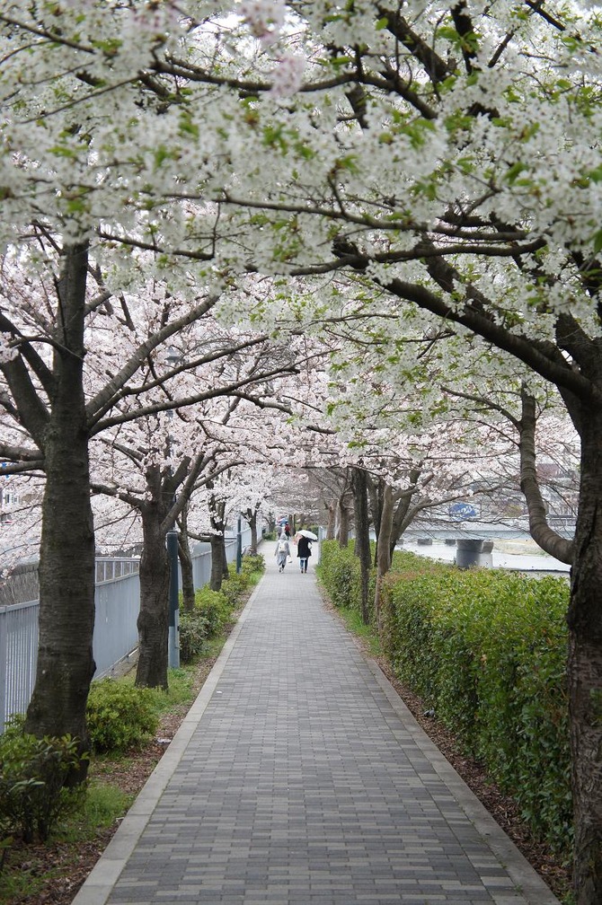 sakura3