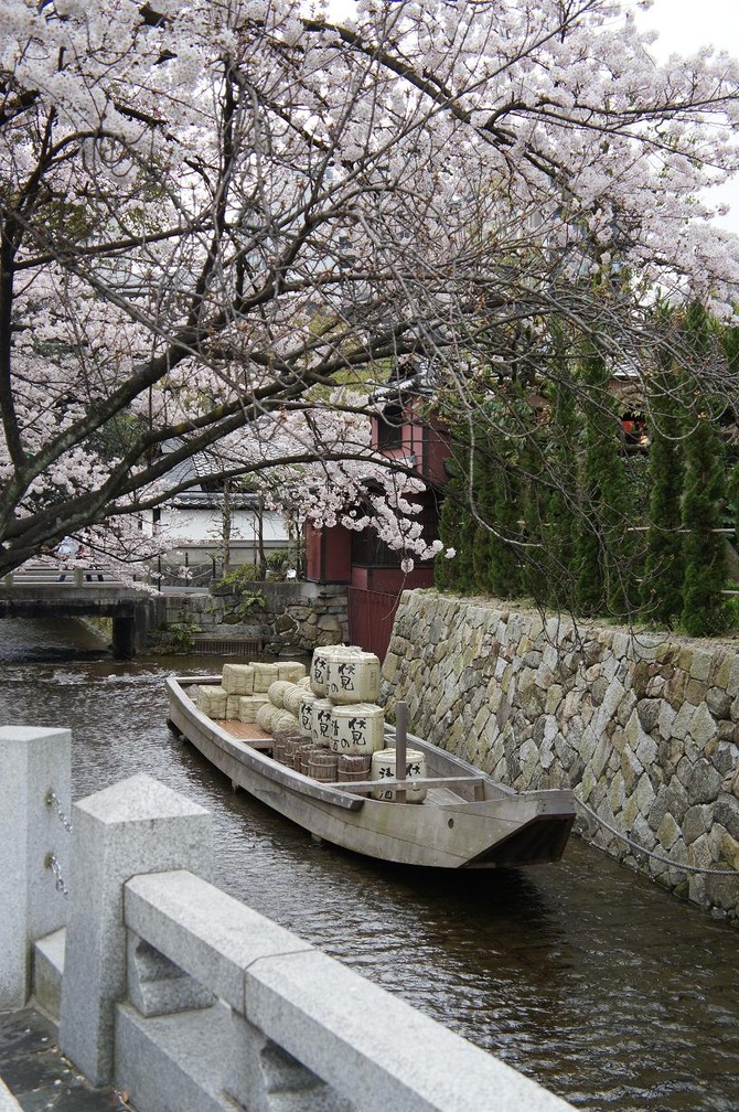 sakura2