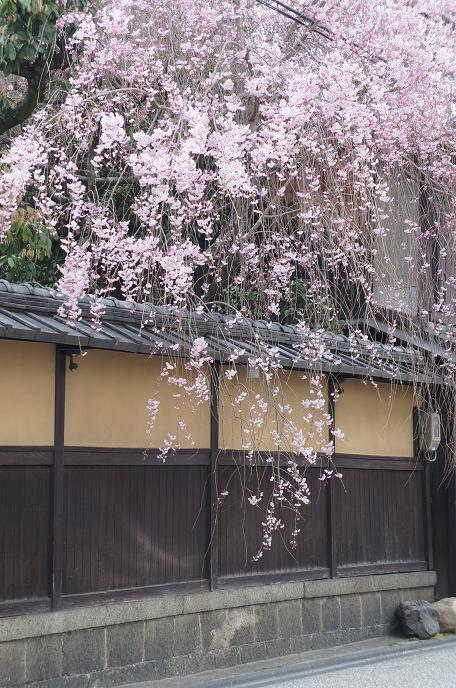 sakura_2014040521505989e.jpg