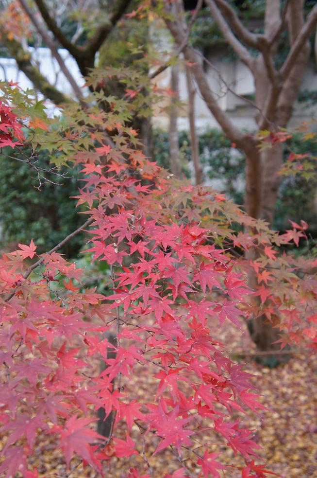 DSC04248