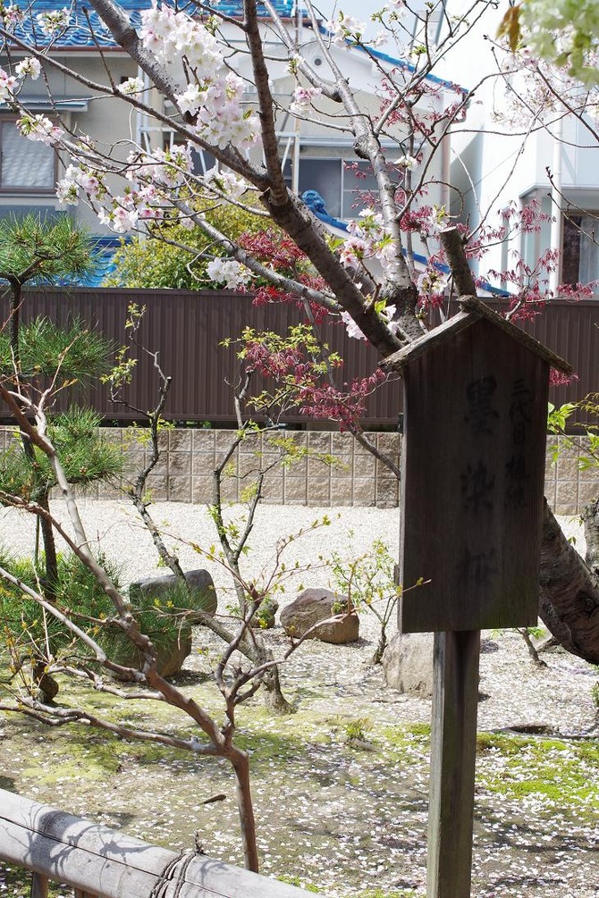 墨染桜