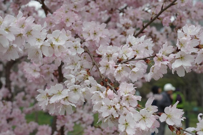 IMGP0020