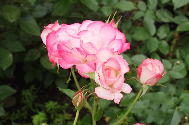 DSCF2675.jpg