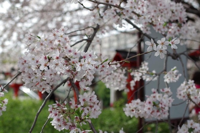IMGP0366