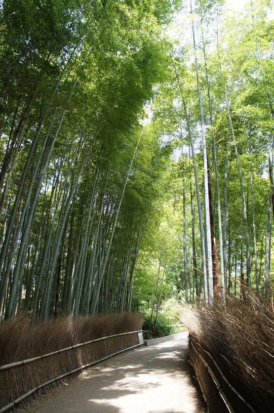 竹林