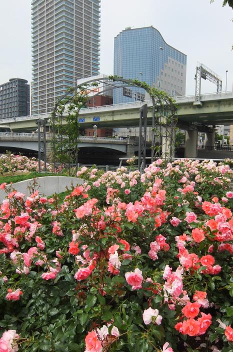 rose1.jpg