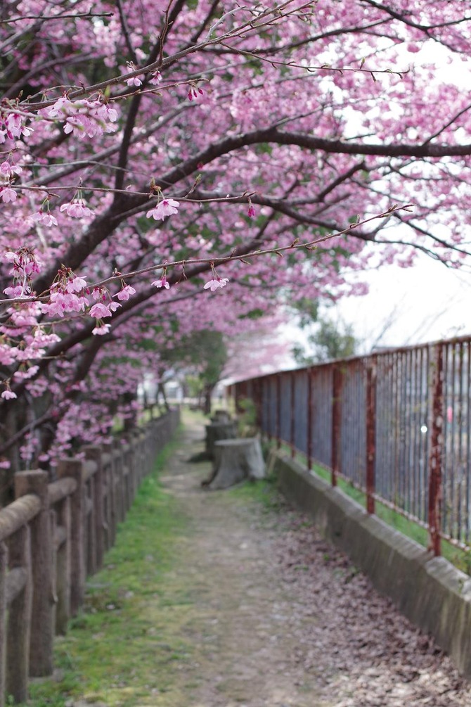 桜