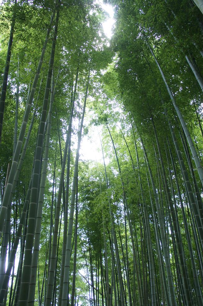 竹林