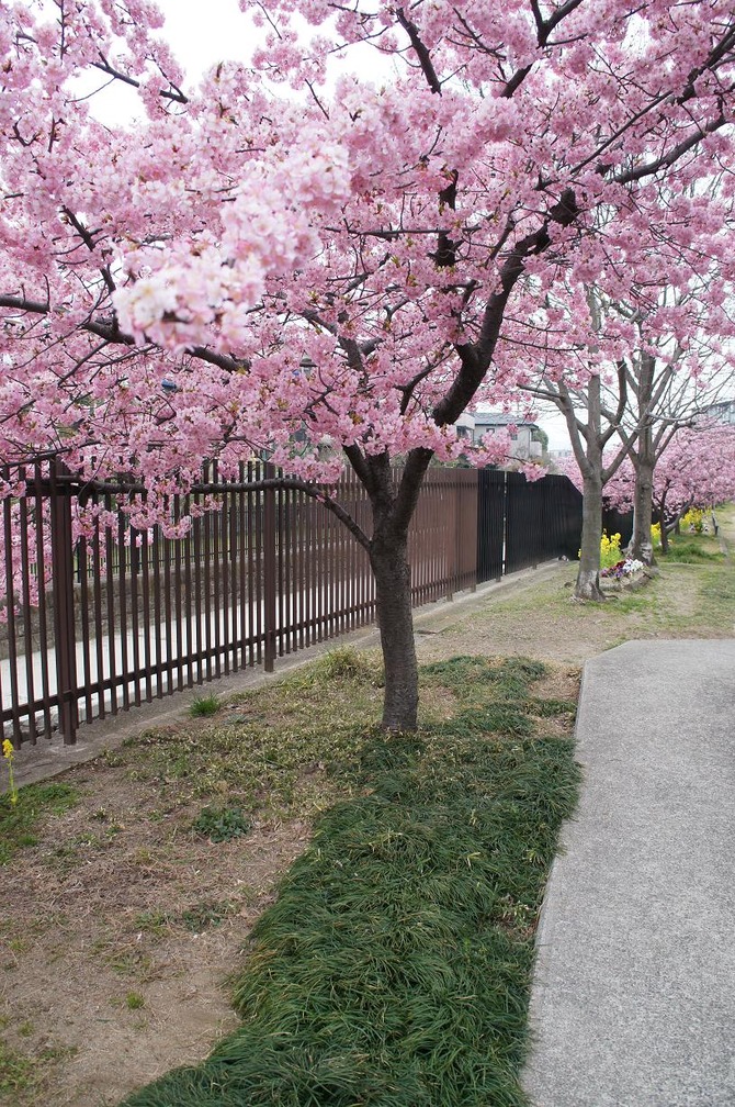 河津桜2