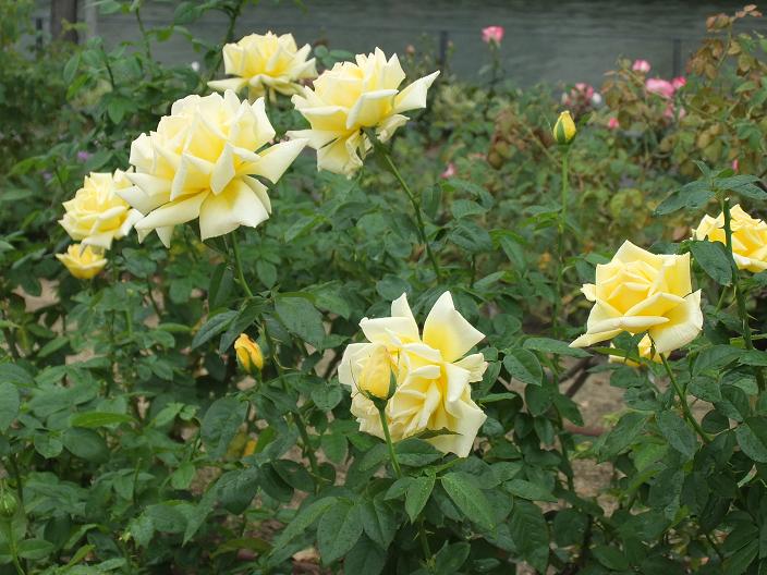 f126f324.jpg