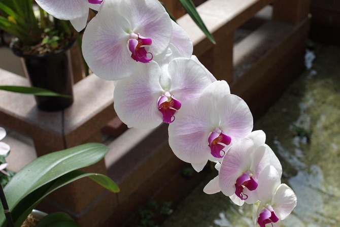 IMGP0107