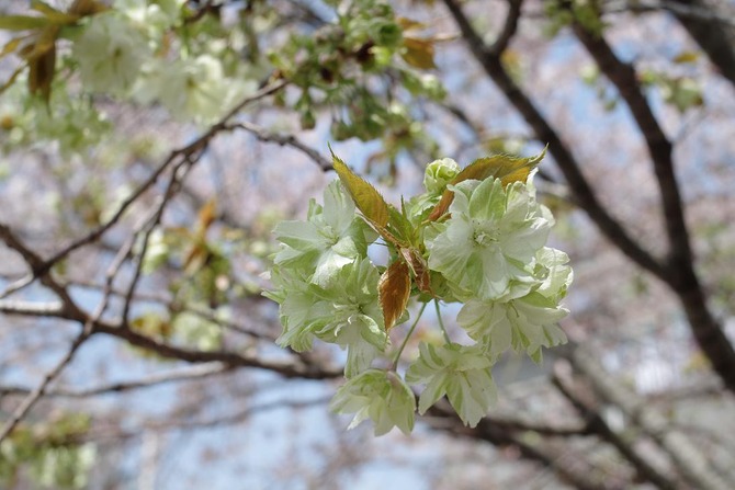 IMGP0539