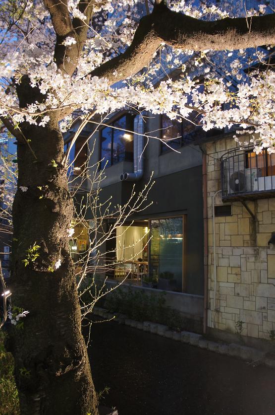 sakura_201504022347570df.jpg