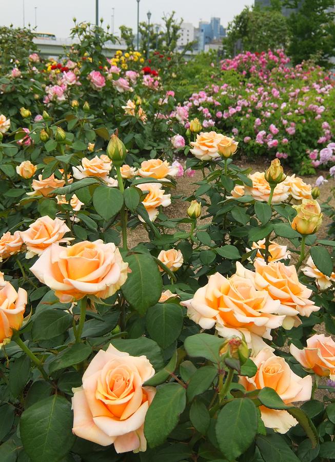 rose4_20140527223422a09.jpg