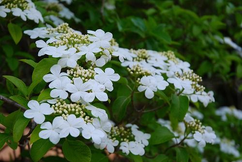 瓊花