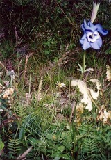 高山植物