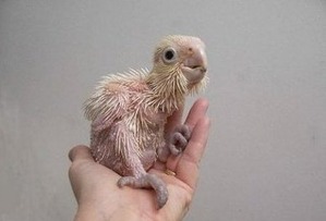 オウムのヒナ