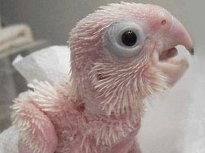 オウムのヒナ