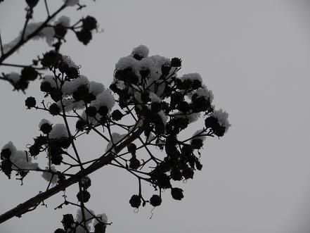 DSCN8066