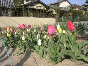 DSCN7623