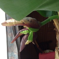 バナナの花2