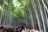 嵐山 竹林