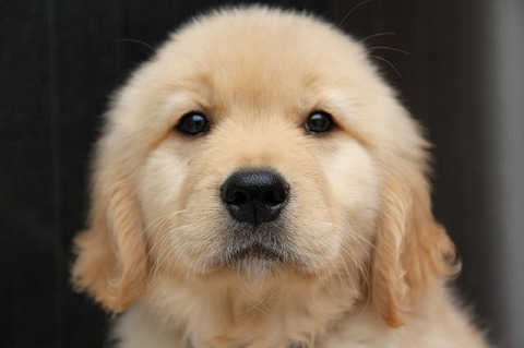 dog_img_1_d1c13