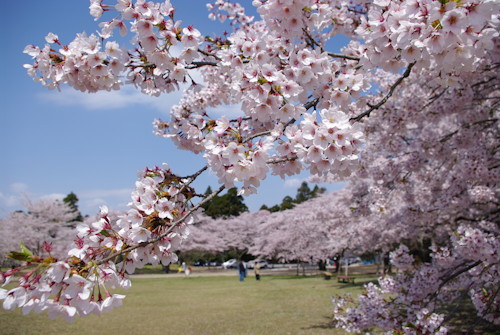 三神峯公園2