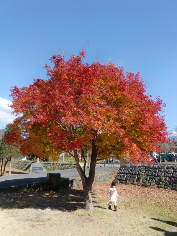紅葉