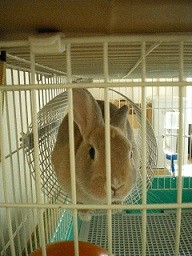 coco 014