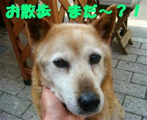 お散歩に行きたいうぃん