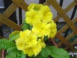 わが家の花たち