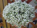 我が家の花たち(白)