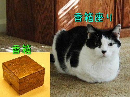 猫の「香箱座り」をパンの塊という理由00