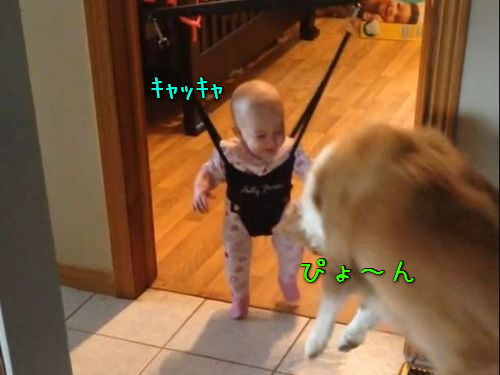赤ちゃんにジャンプのしかたを教える犬00
