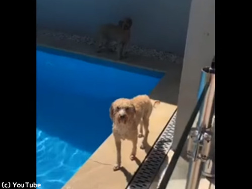 プール上がりの犬、なんてお利口さん…！00