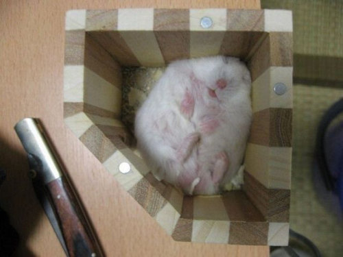 Fetter Hamster Pinkelt Fetter Hamster Pinkelt