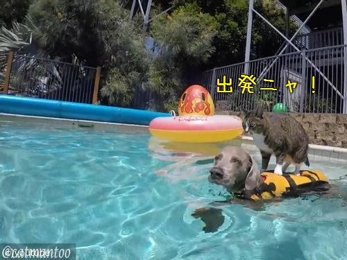 犬の背中に乗ってプール遊びをする猫00