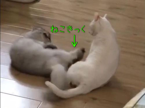 猫キックは当たらなくても強かった00