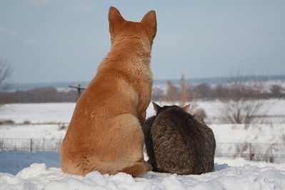 ロシアの犬と猫05