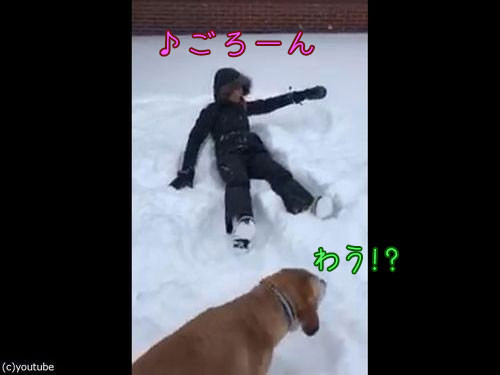 犬の目の前で雪に寝転がる00