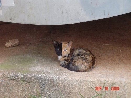 ねこ©bbspink.com	YouTube動画>22本 ->画像>1446枚 