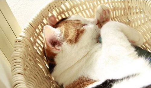 嫉妬するほど仲良しなインコと猫の写真いろいろ ライブドアニュース