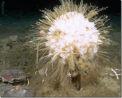 海綿動物