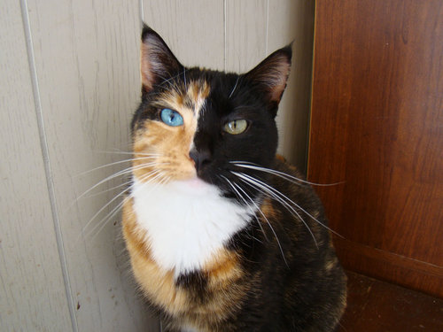 ねこ©bbspink.com	YouTube動画>22本 ->画像>1446枚 